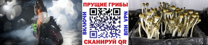 Псилоцибиновые грибы Cubensis  Ершов 